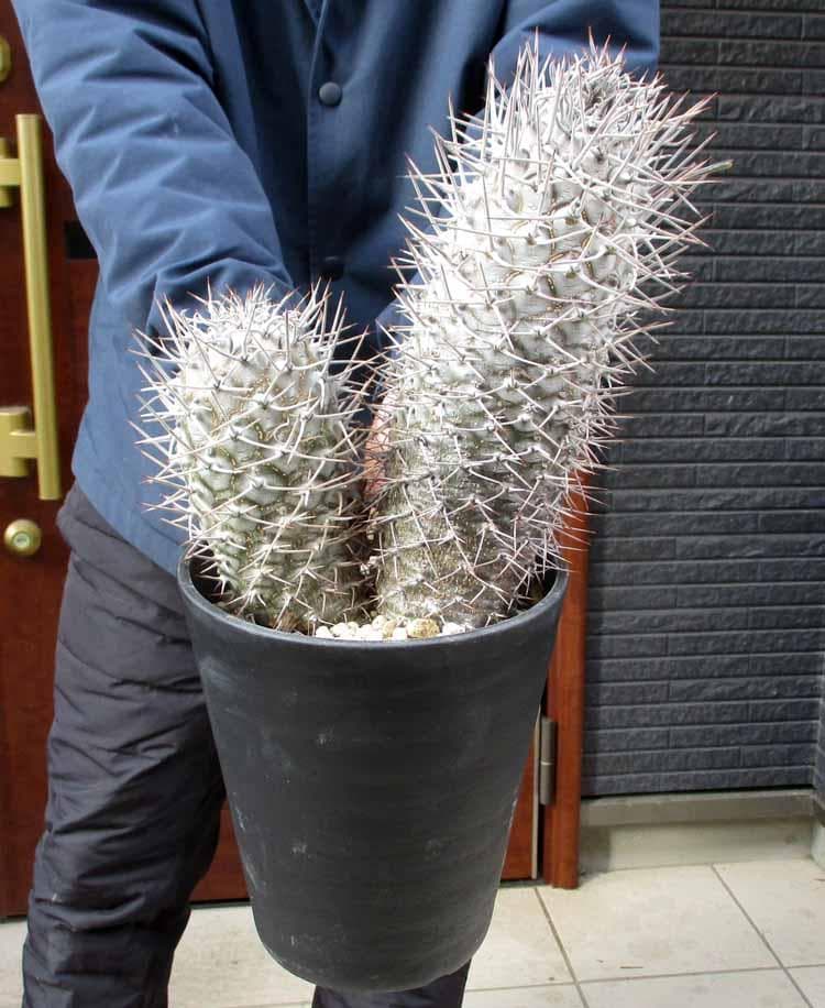 【現品】パキポディウム　ゲアイー　亜阿相界　6号　BR番