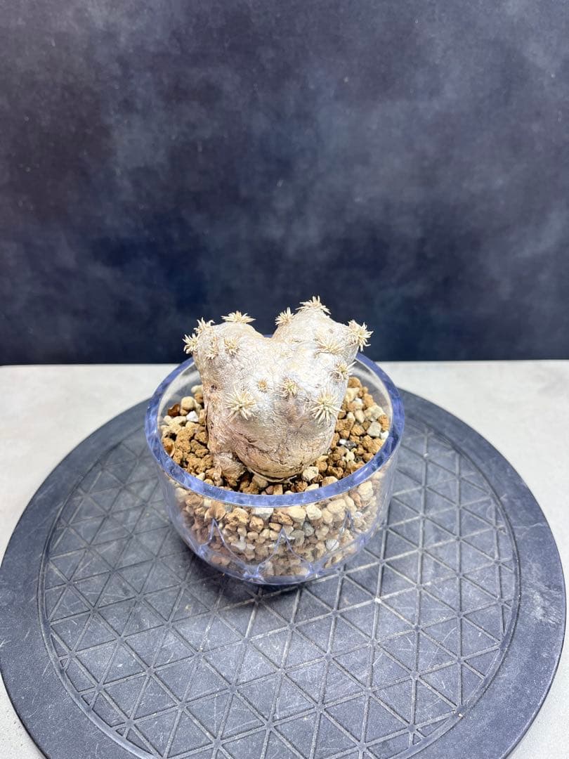 パキポディウム ブレビカウレB6 恵比寿笑