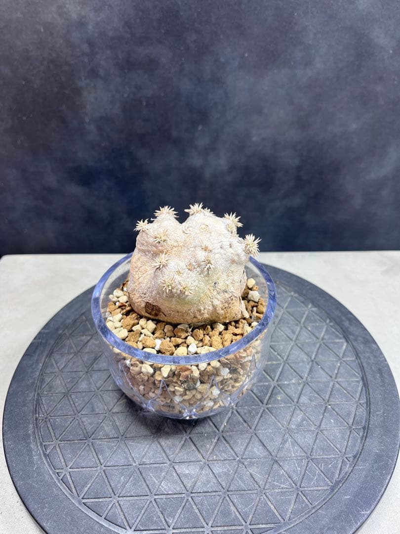 パキポディウム ブレビカウレB6 恵比寿笑