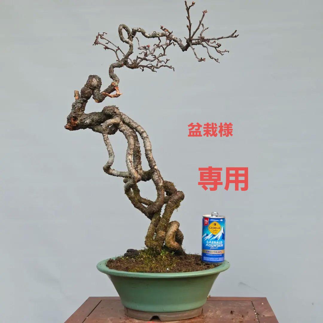 梅　(雲竜梅)　[根上がり文人風]　大品盆栽