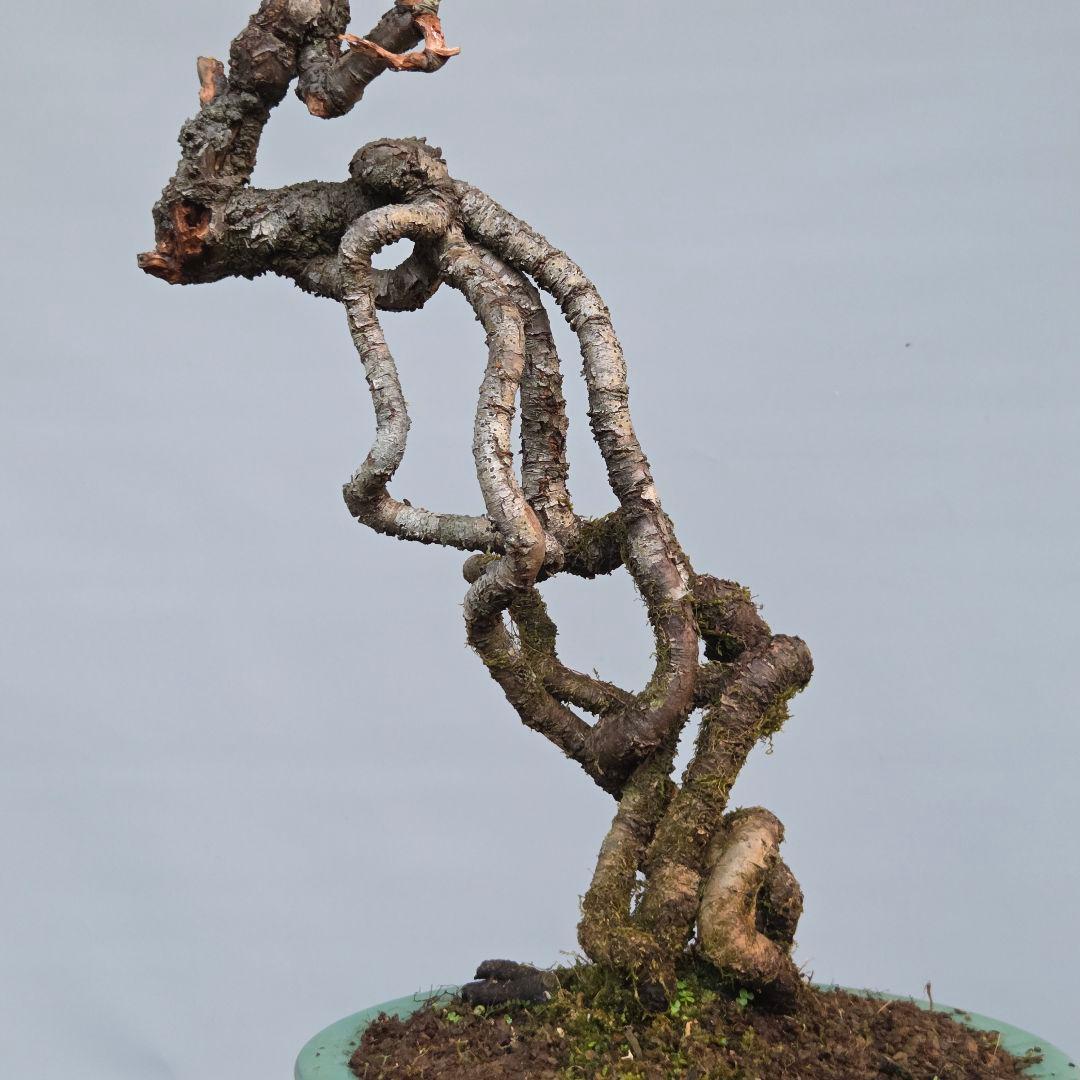 梅　(雲竜梅)　[根上がり文人風]　大品盆栽