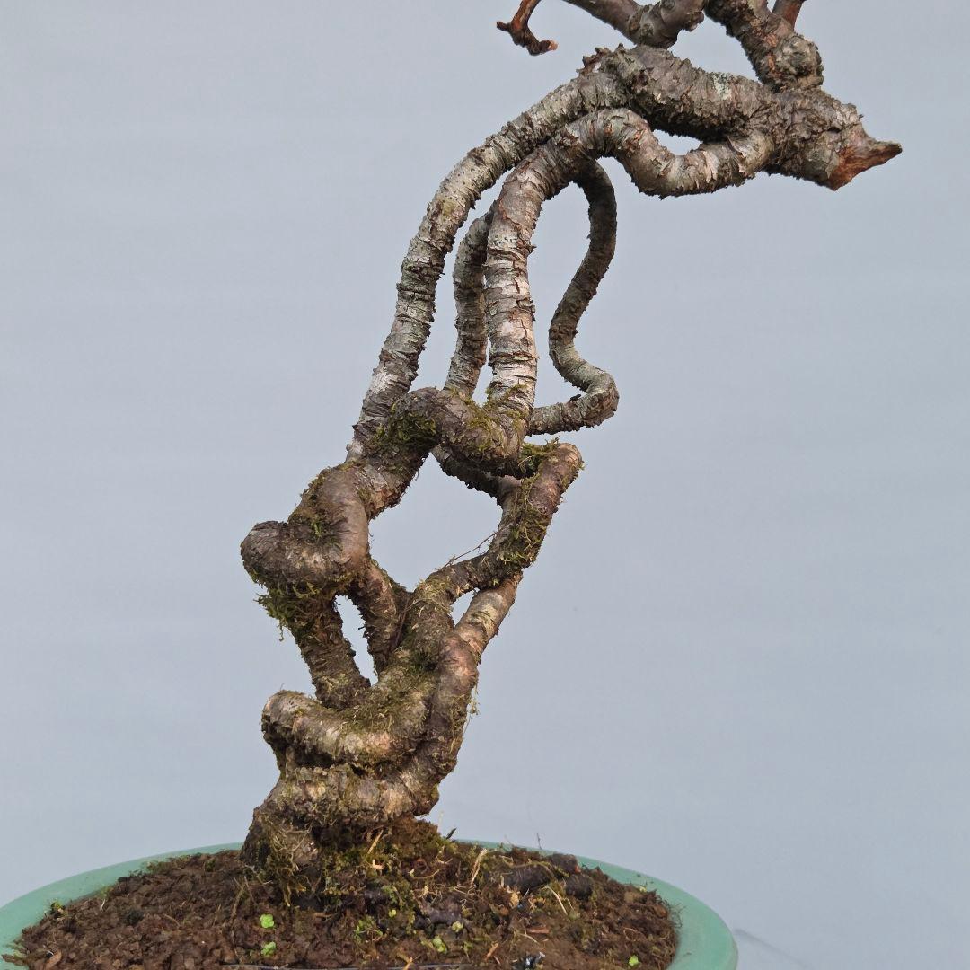 梅　(雲竜梅)　[根上がり文人風]　大品盆栽