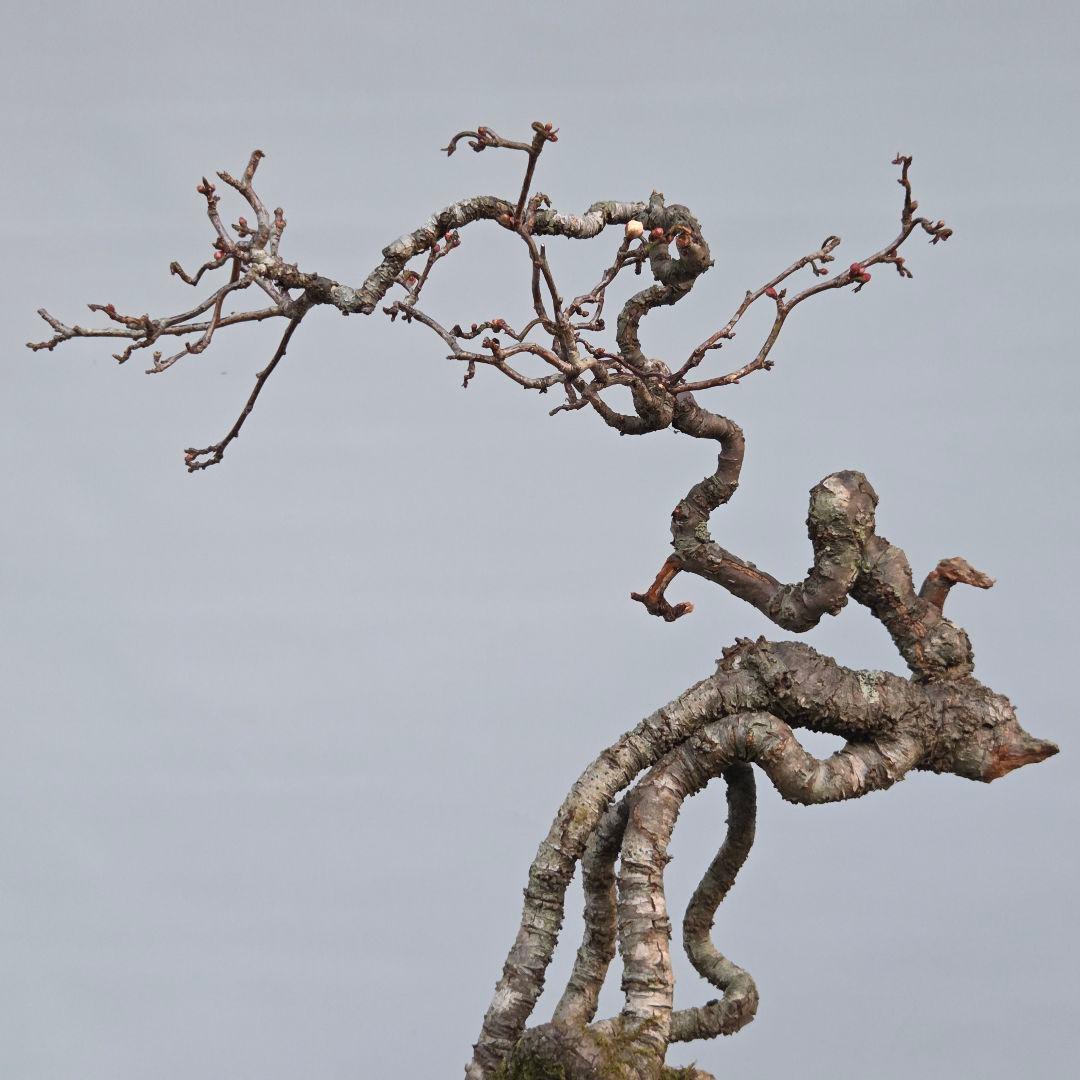 梅　(雲竜梅)　[根上がり文人風]　大品盆栽