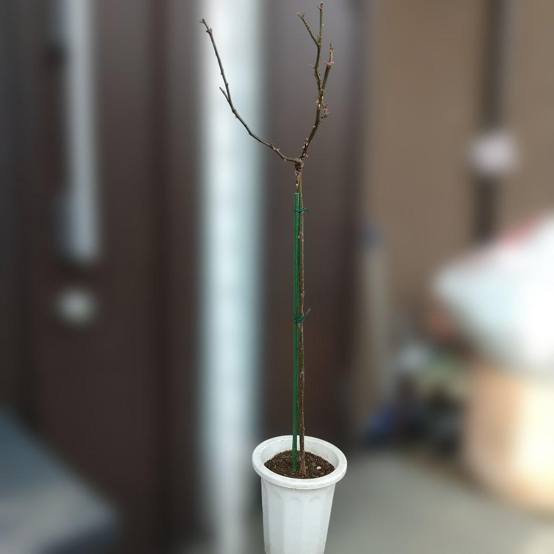 スタンダード仕立てバラ苗(フリージア四季咲)