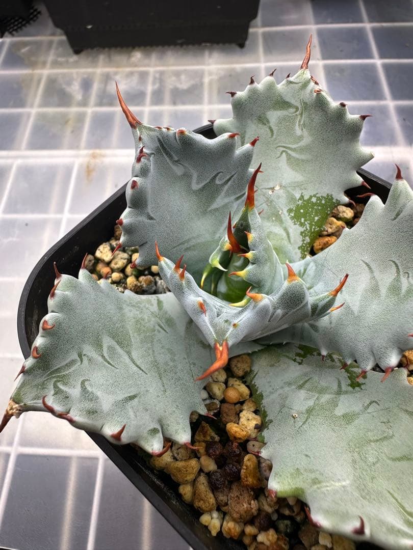 アガベ　青葉　特白肌