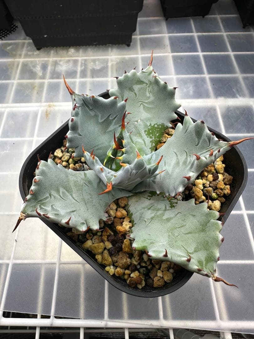 アガベ　青葉　特白肌