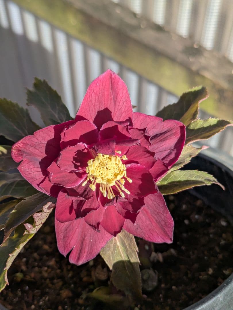 広瀬園芸 クリスマスローズ　ダブル 【ベルベットレッド】 極美個体