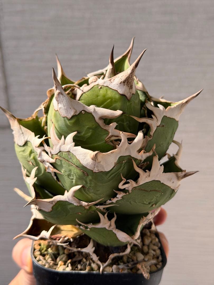 COK CG01 （追星）　アガベ　オテロイ　チタノタ　大株