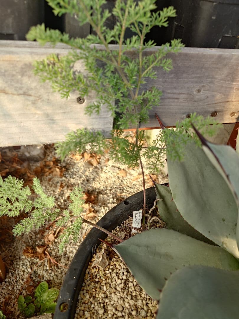 アガベ　パリー吉祥天大株　トリステ付き