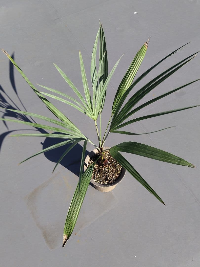 Brahea armata　トゲハクセンヤシ　ブラヘア アルマータ