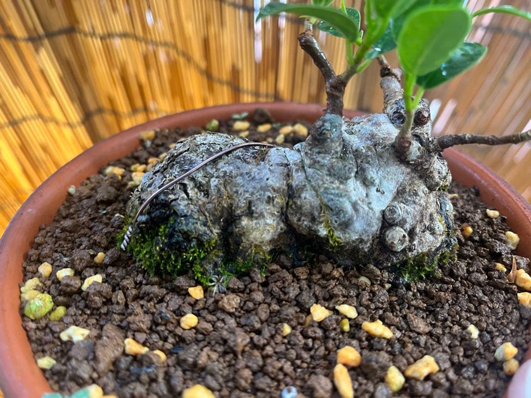 ✨✨✨superガジュマル【◎良品素材】検/珍奇塊根類♪happyセール品♪