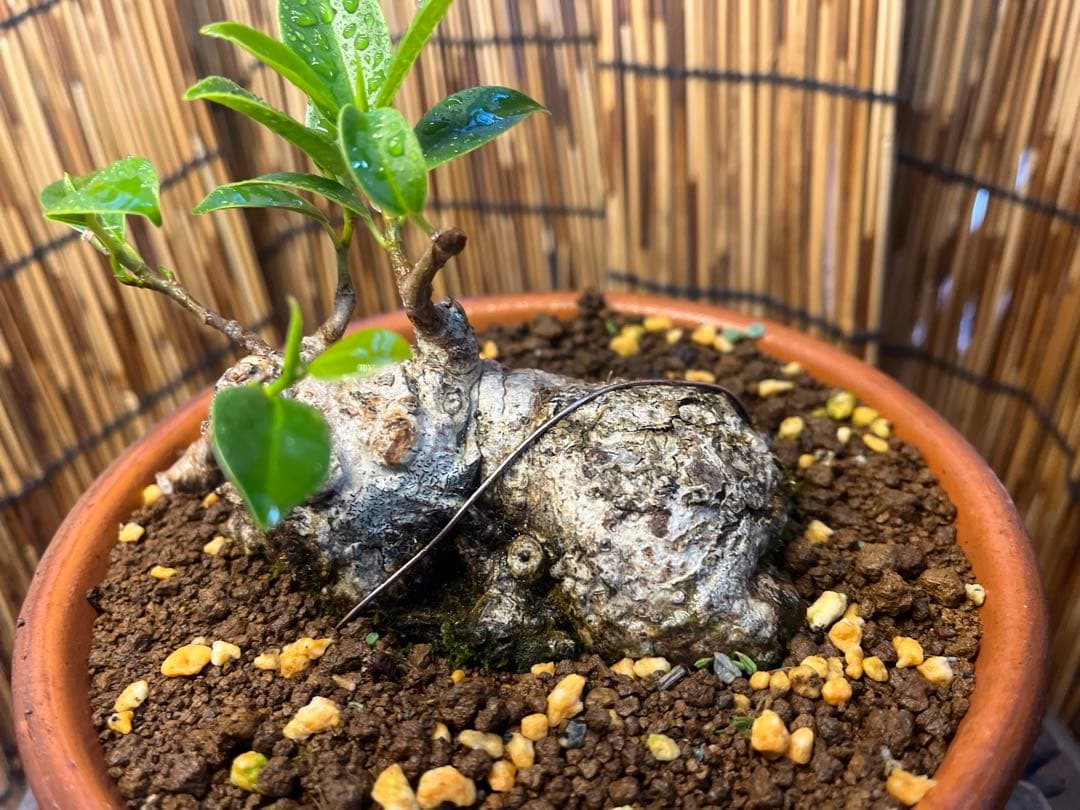 ✨✨✨superガジュマル【◎良品素材】検/珍奇塊根類♪happyセール品♪