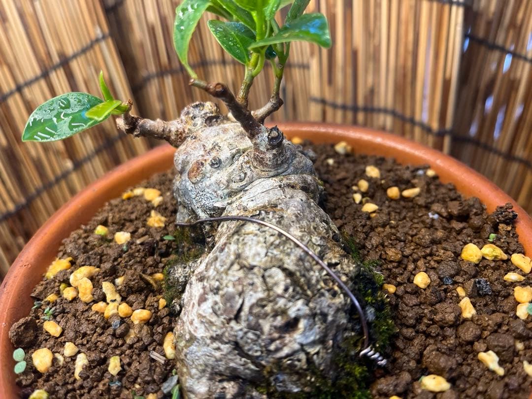 ✨✨✨superガジュマル【◎良品素材】検/珍奇塊根類♪happyセール品♪