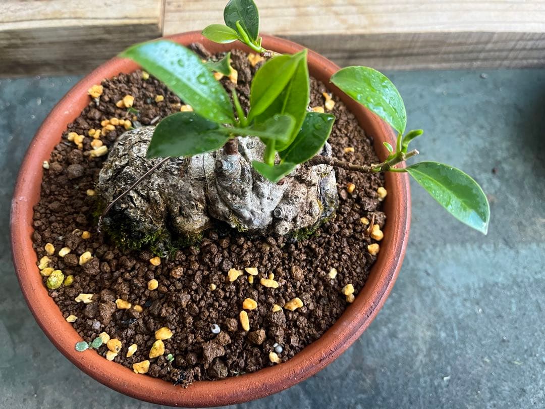 ✨✨✨superガジュマル【◎良品素材】検/珍奇塊根類♪happyセール品♪