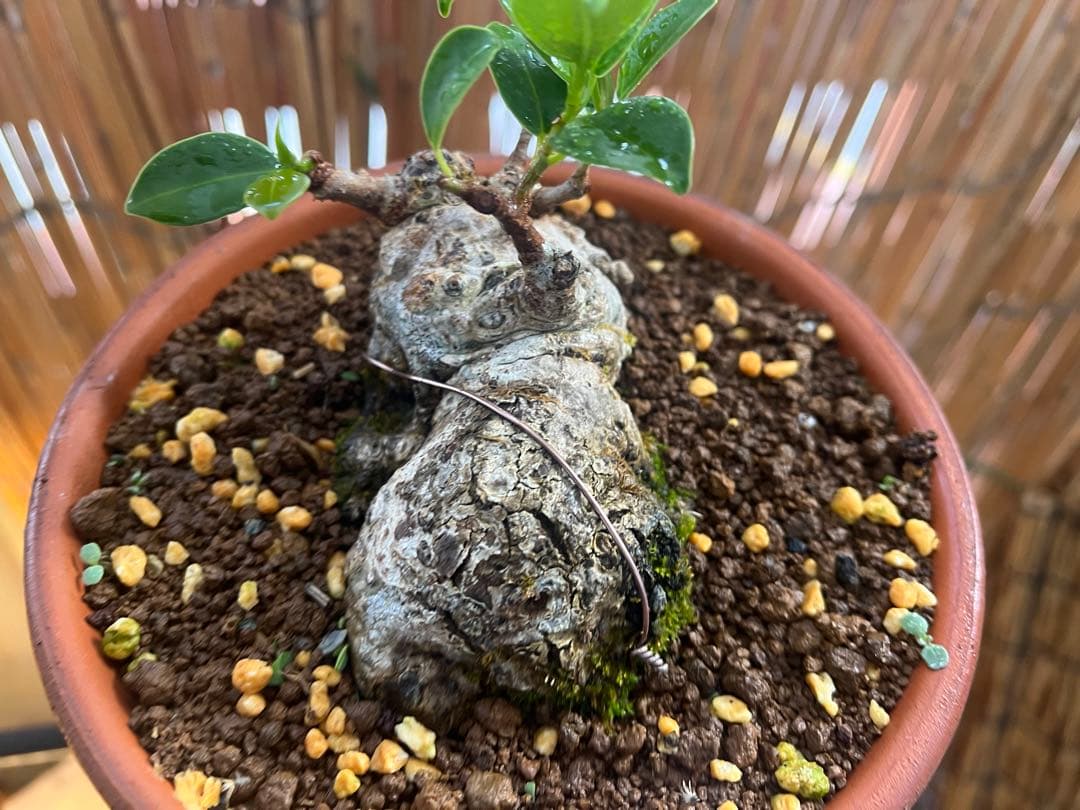 ✨✨✨superガジュマル【◎良品素材】検/珍奇塊根類♪happyセール品♪