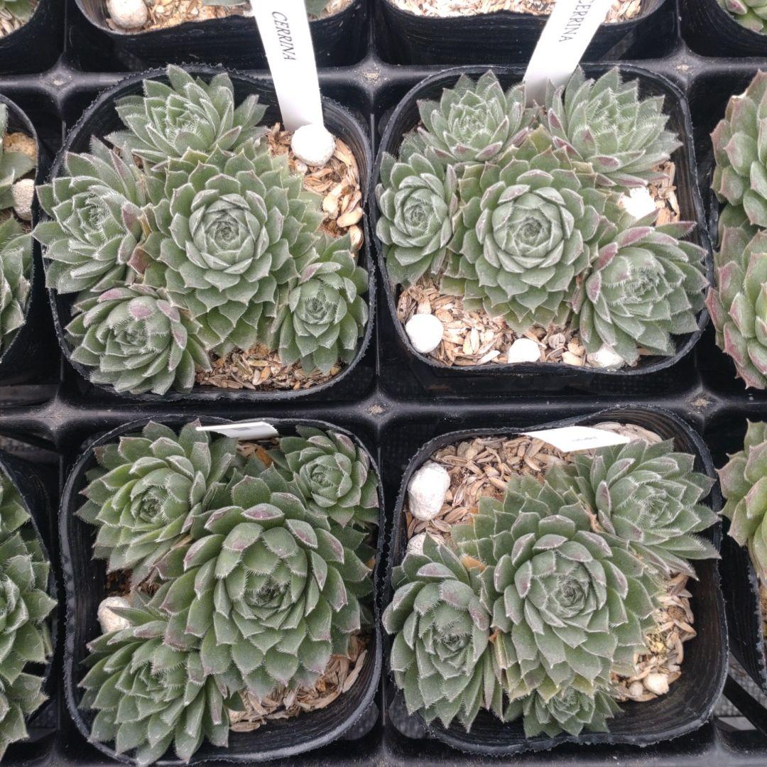 1ポット410円〜 センペルビウム26年1月 その7