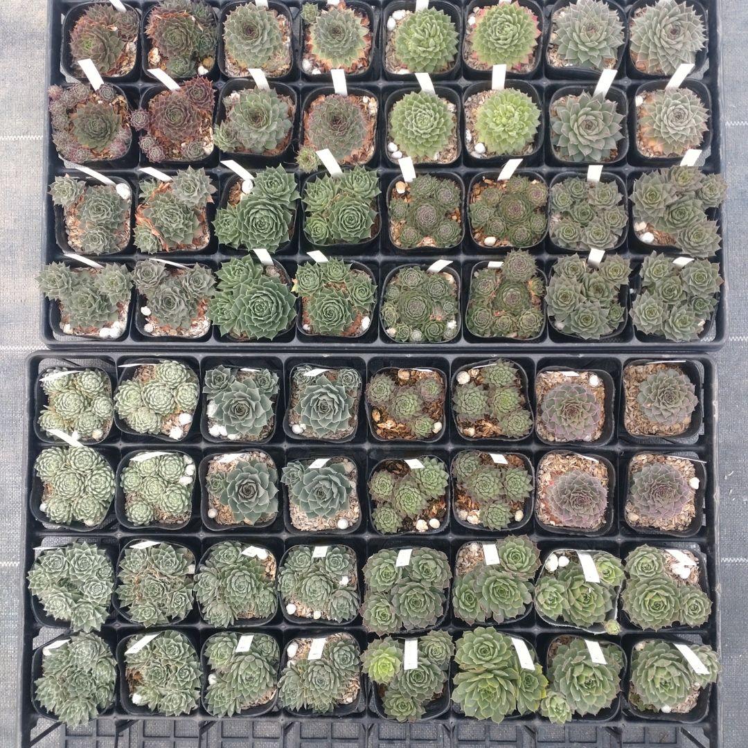 1ポット410円〜 センペルビウム26年1月 その7