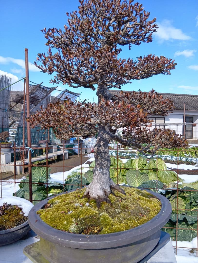 皐月大品盆栽深山満月‼️棚整理セール半価以下85000円‼️