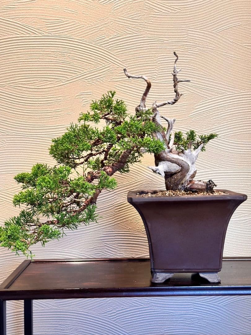 盆栽　真柏　盆栽鉢　植物