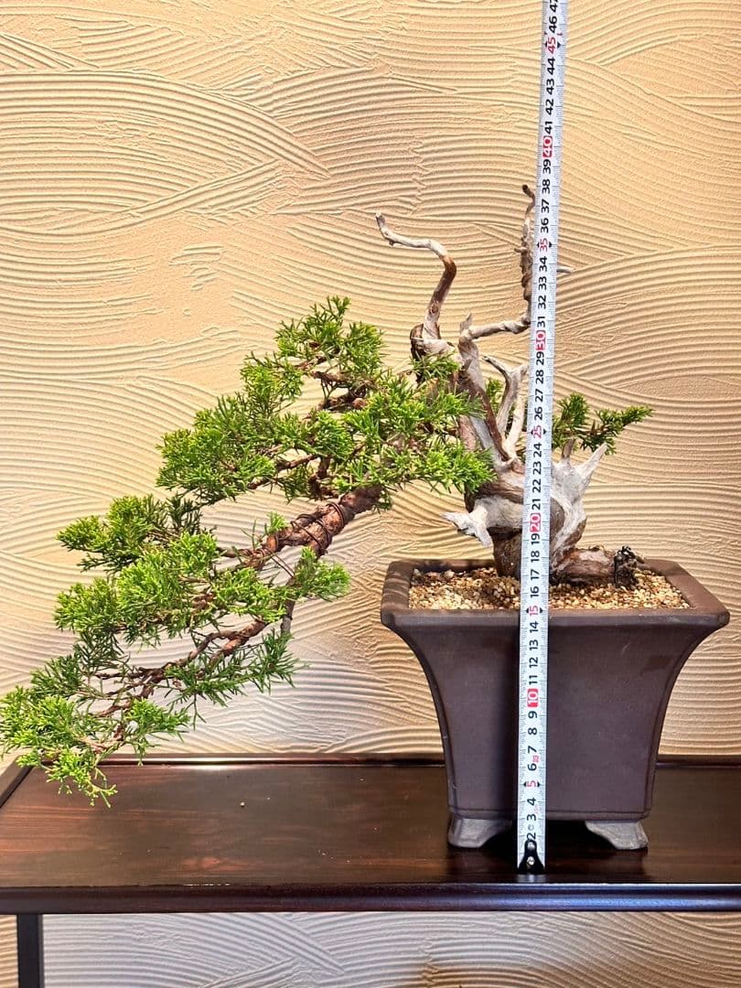 盆栽　真柏　盆栽鉢　植物