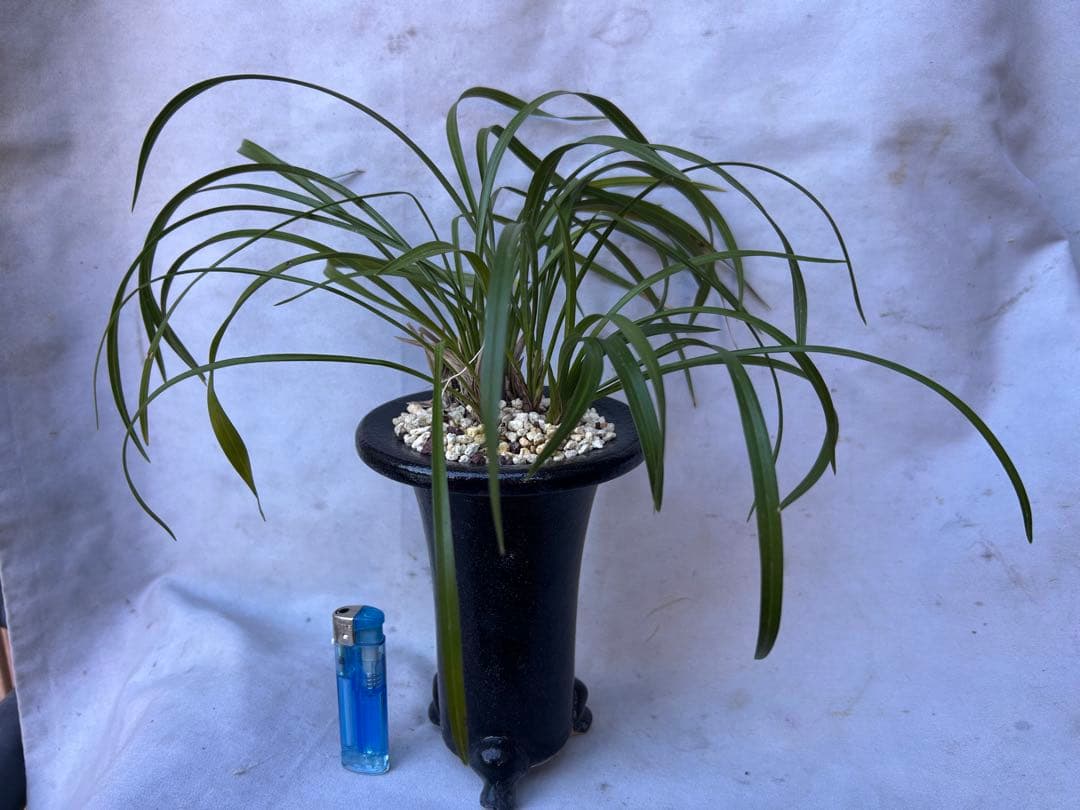 日本春蘭★水彩赤舌花★希少★10本