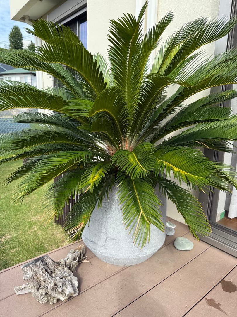 【引取限定】ソテツ 25年物