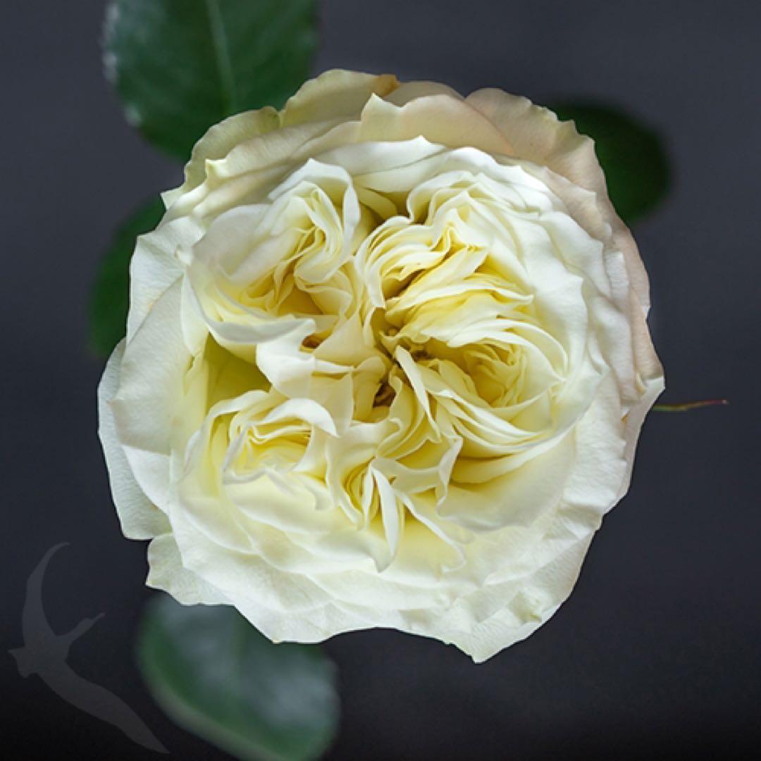 バラ苗　切りバラ苗　Whit♡ Mayr♡ R♡se