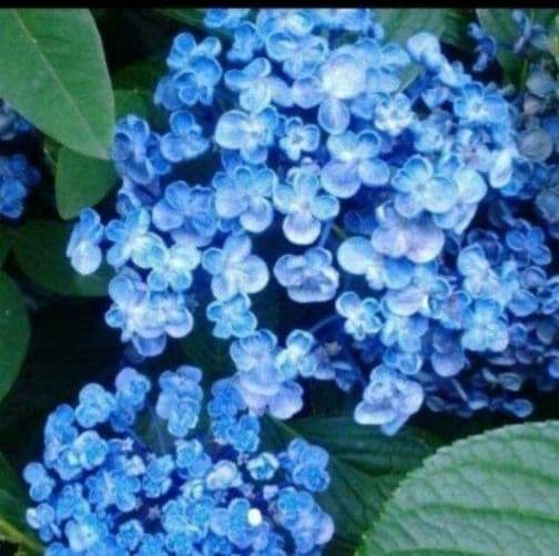 即購入可　オタフク（ウズ）アジサイ現物A抜き苗