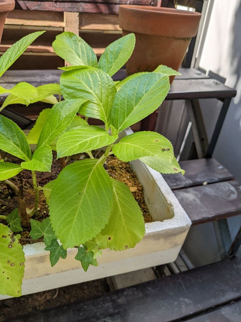 即購入可　オタフク（ウズ）アジサイ現物A抜き苗