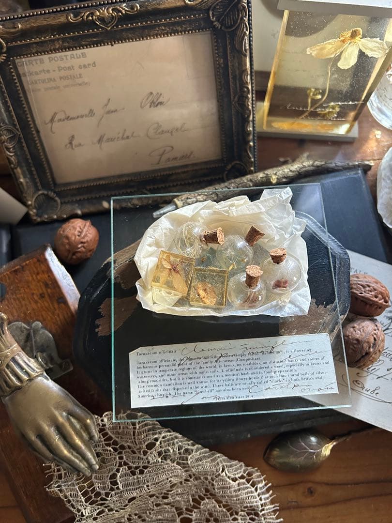 errer ガラスプレート 植物標本 筆記体 アンティーク 樹脂標本