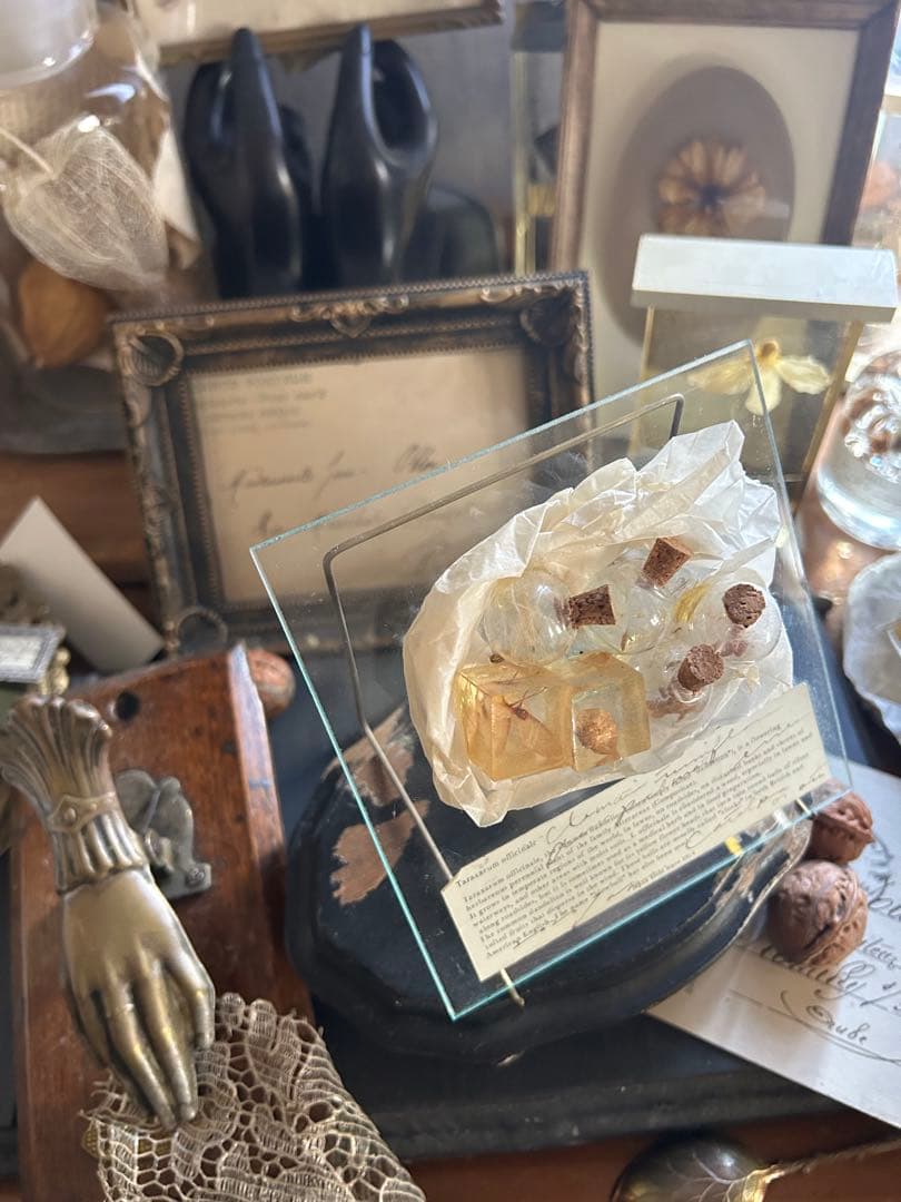 errer ガラスプレート 植物標本 筆記体 アンティーク 樹脂標本