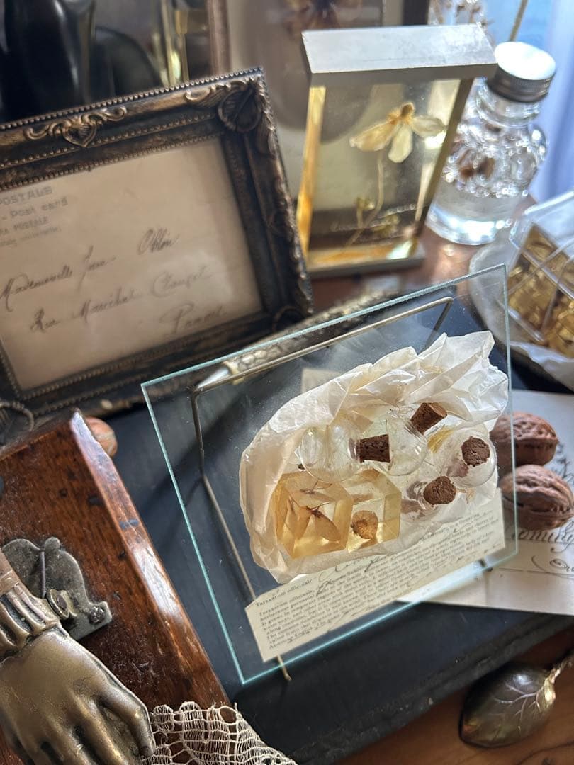 errer ガラスプレート 植物標本 筆記体 アンティーク 樹脂標本