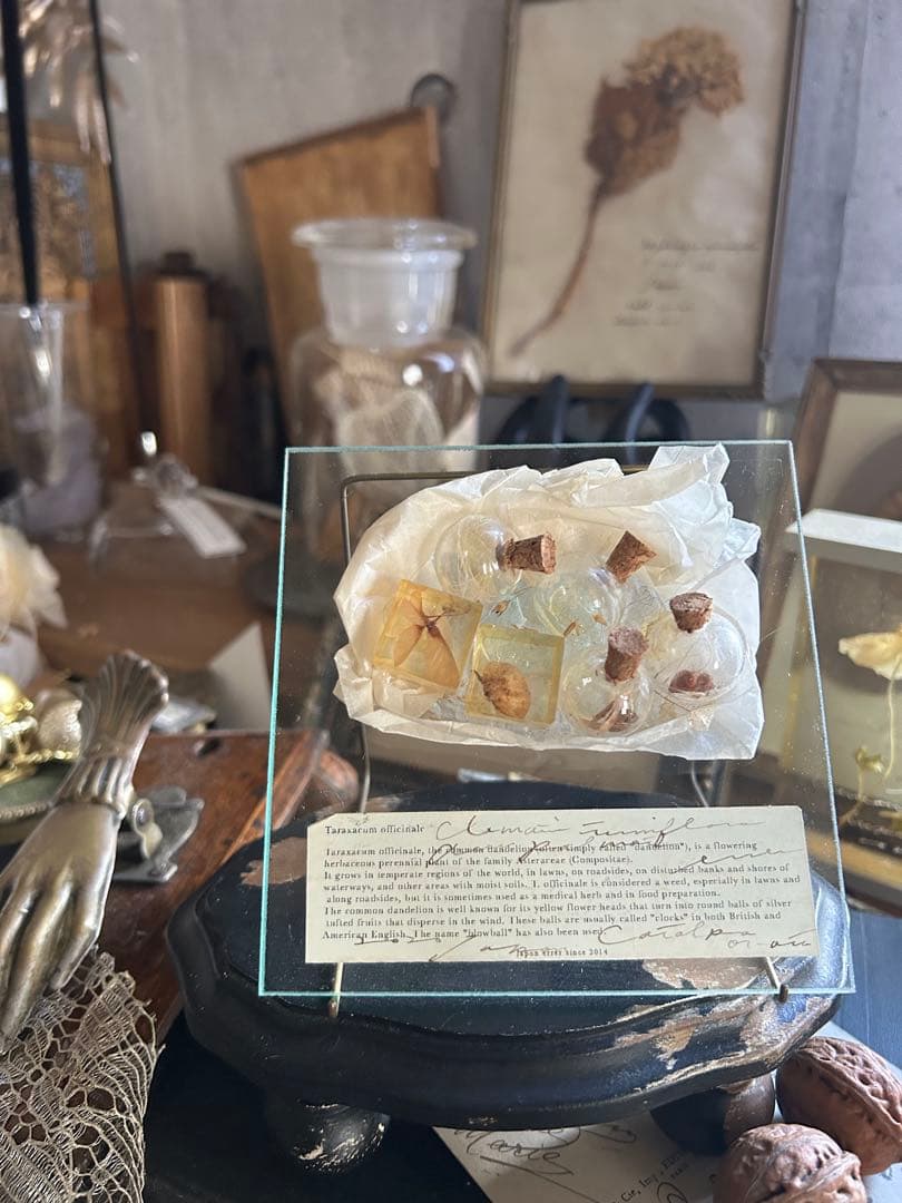 errer ガラスプレート 植物標本 筆記体 アンティーク 樹脂標本