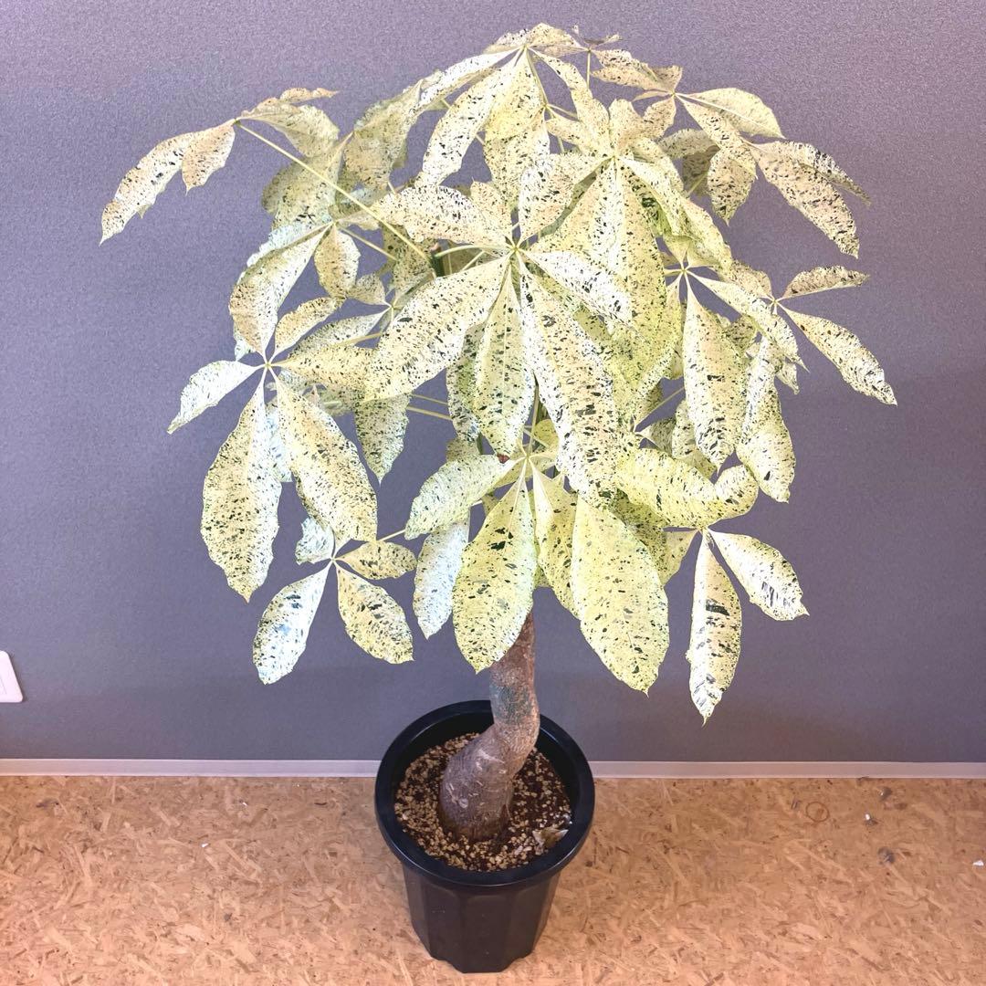 超絶希少❗️特大❗️幹太曲がり❗️白勝❗️パキラ　ミルキーウェイ　接木✨