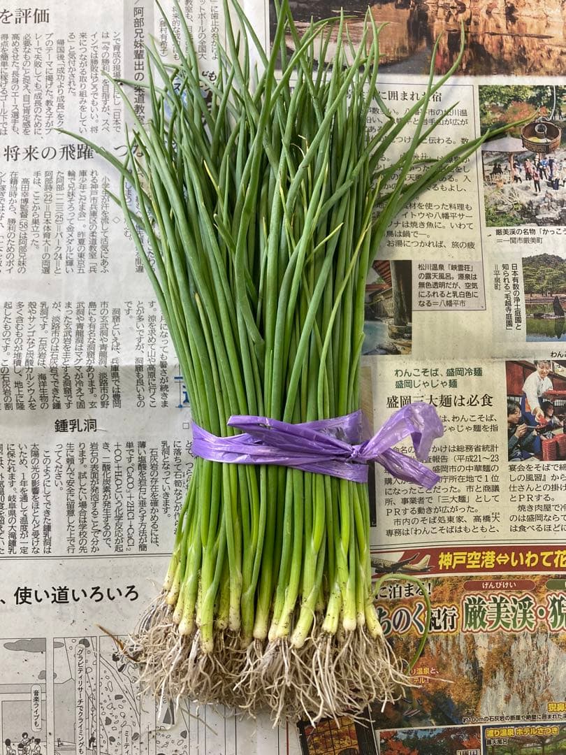 玉ねぎ苗　ソニック（早生）1000本