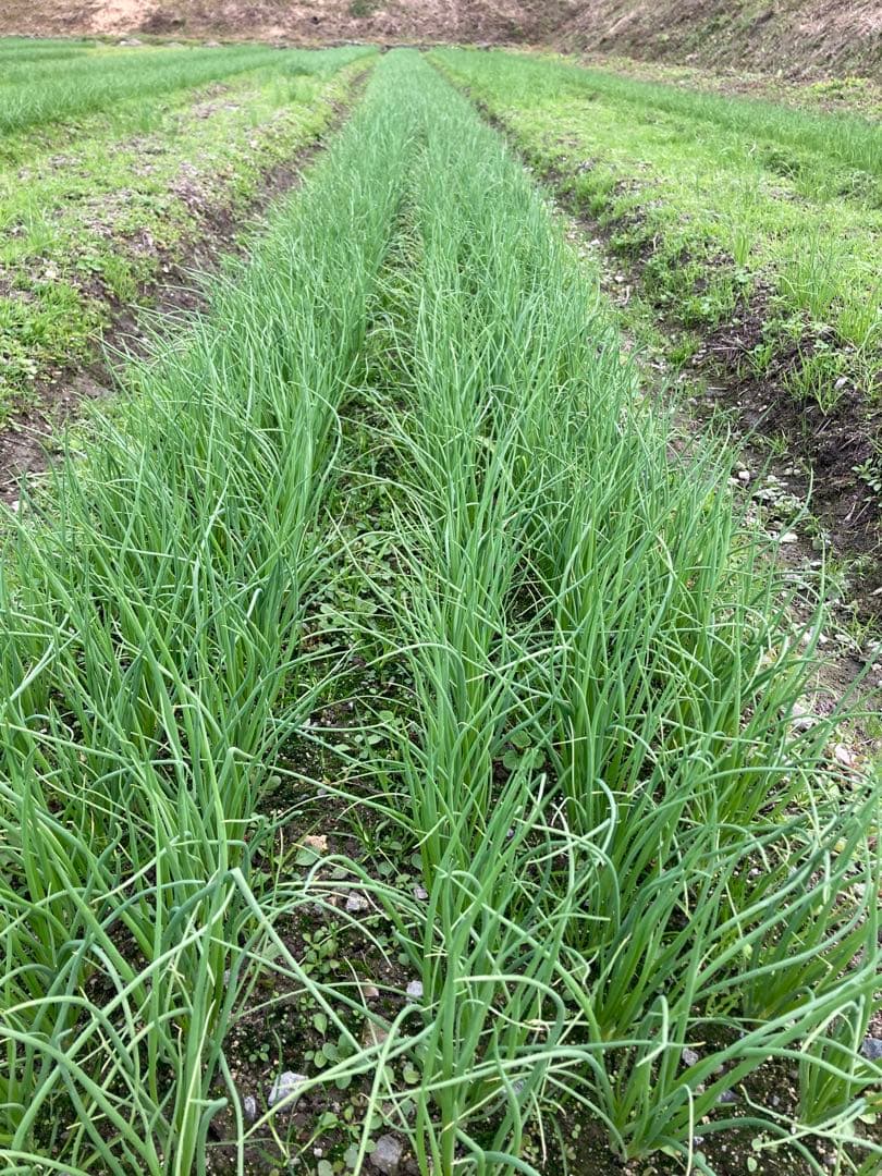 玉ねぎ苗　ソニック（早生）1000本