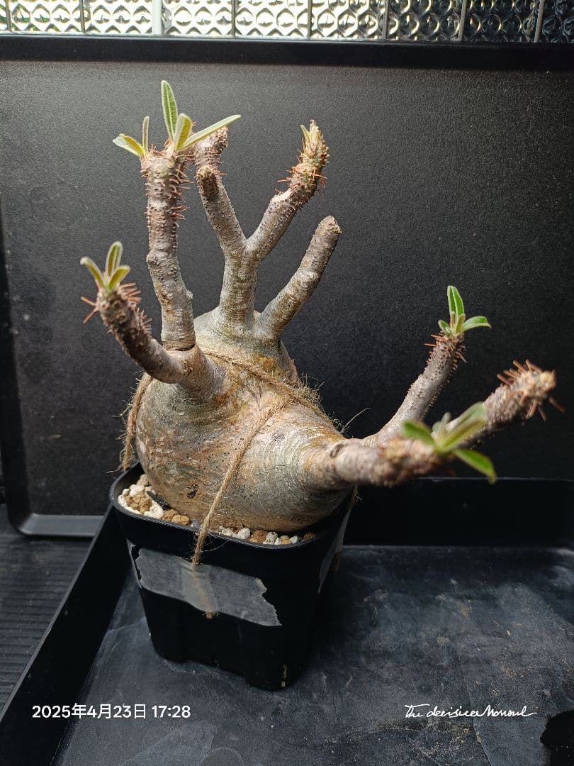 【期間限定販売】パキポディウム　グラキリス　現地球　良型　トナカイ型