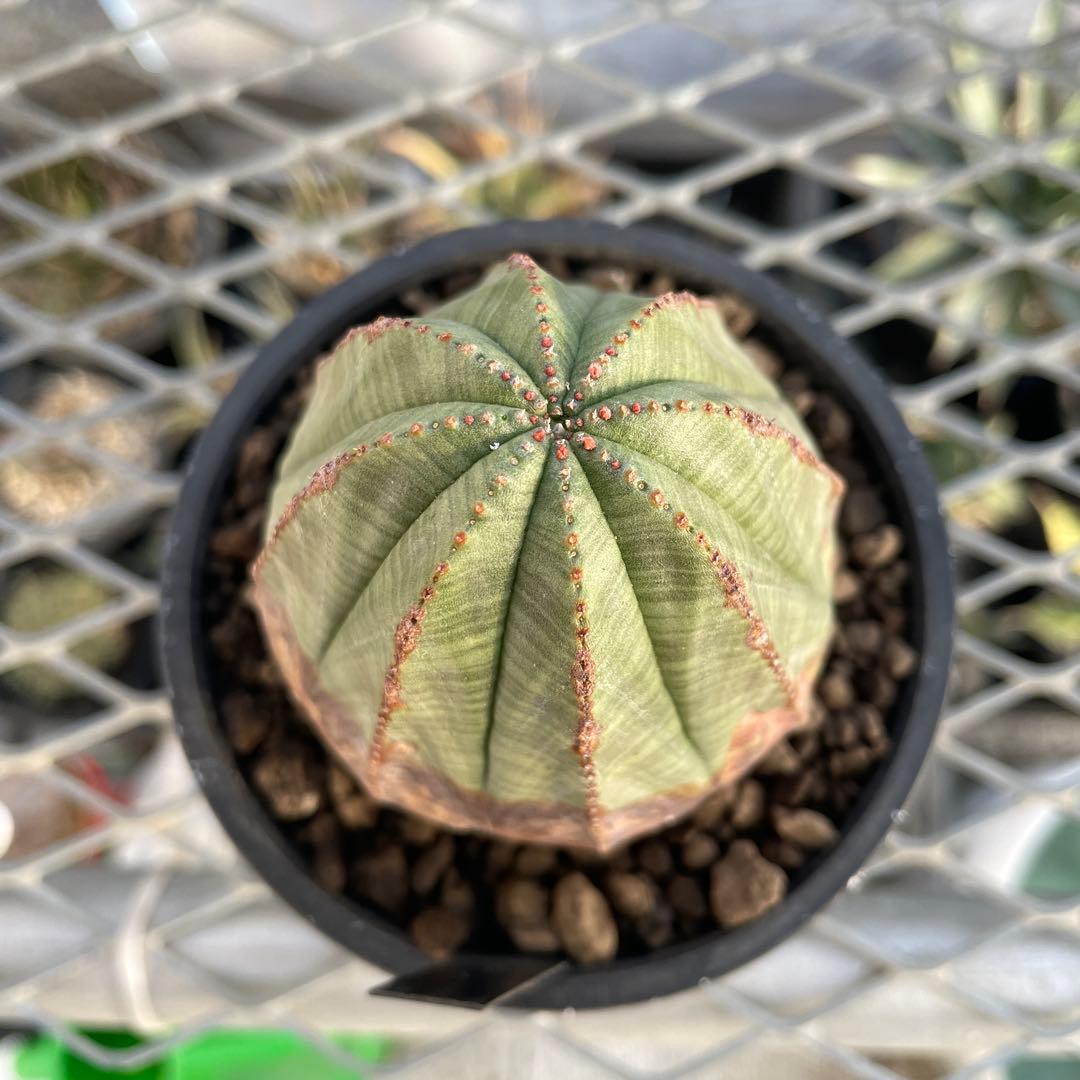 ユーフォルビア オベサ オールド 7.3cm木質化 3号プラ鉢 ペイントカスタム