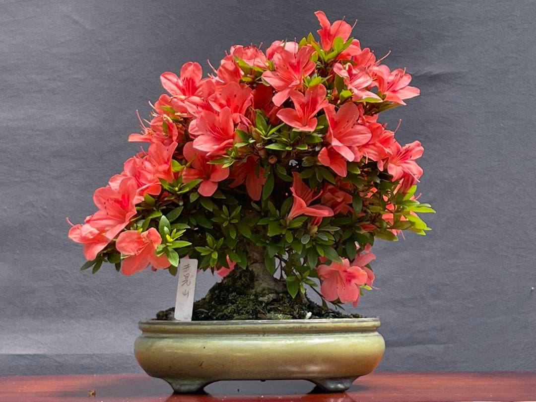 三河盆栽　皐月　盆栽