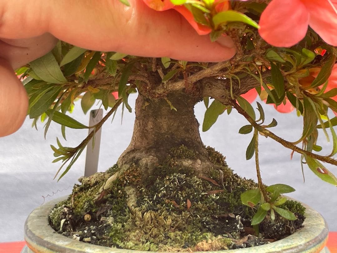 三河盆栽　皐月　盆栽