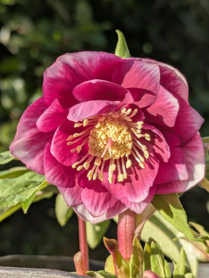 【広瀬園芸】クリスマスローズ　ソレイユ系dd 整形花