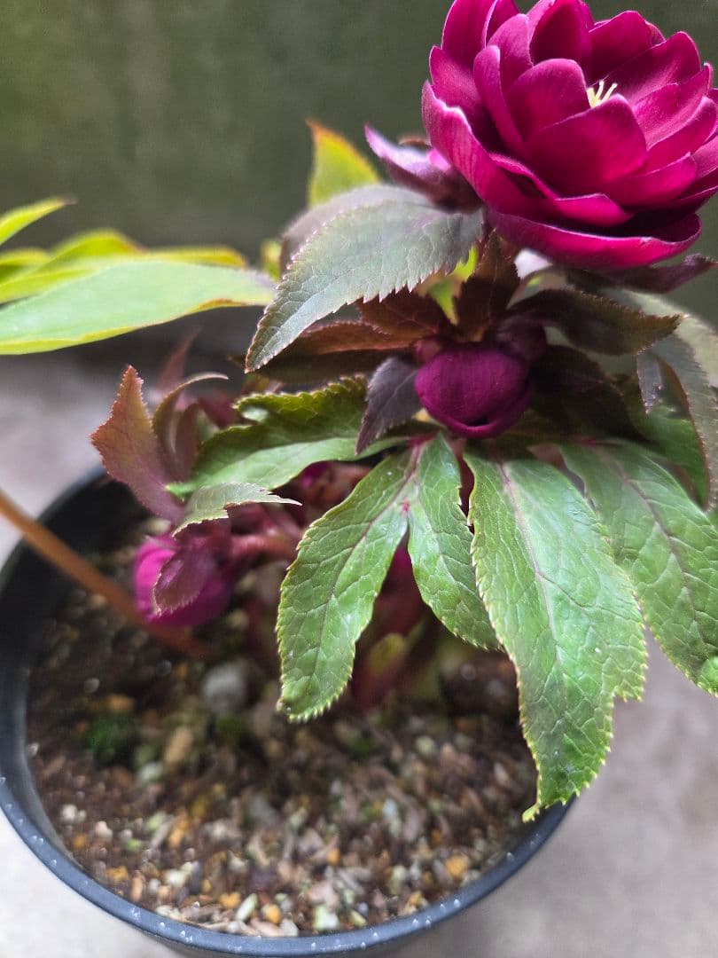 クリスマスローズ 広瀬園芸 オーレア レッド ダブル 開花株