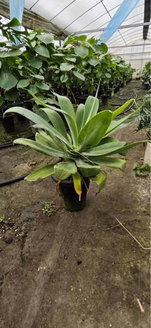 アガベ 約90cm 大型観葉植物