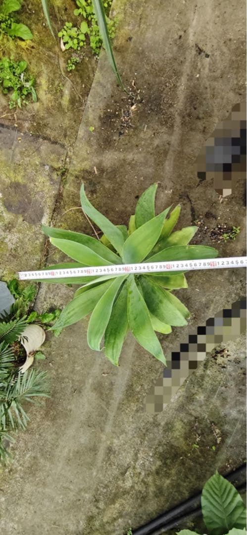 アガベ 約90cm 大型観葉植物
