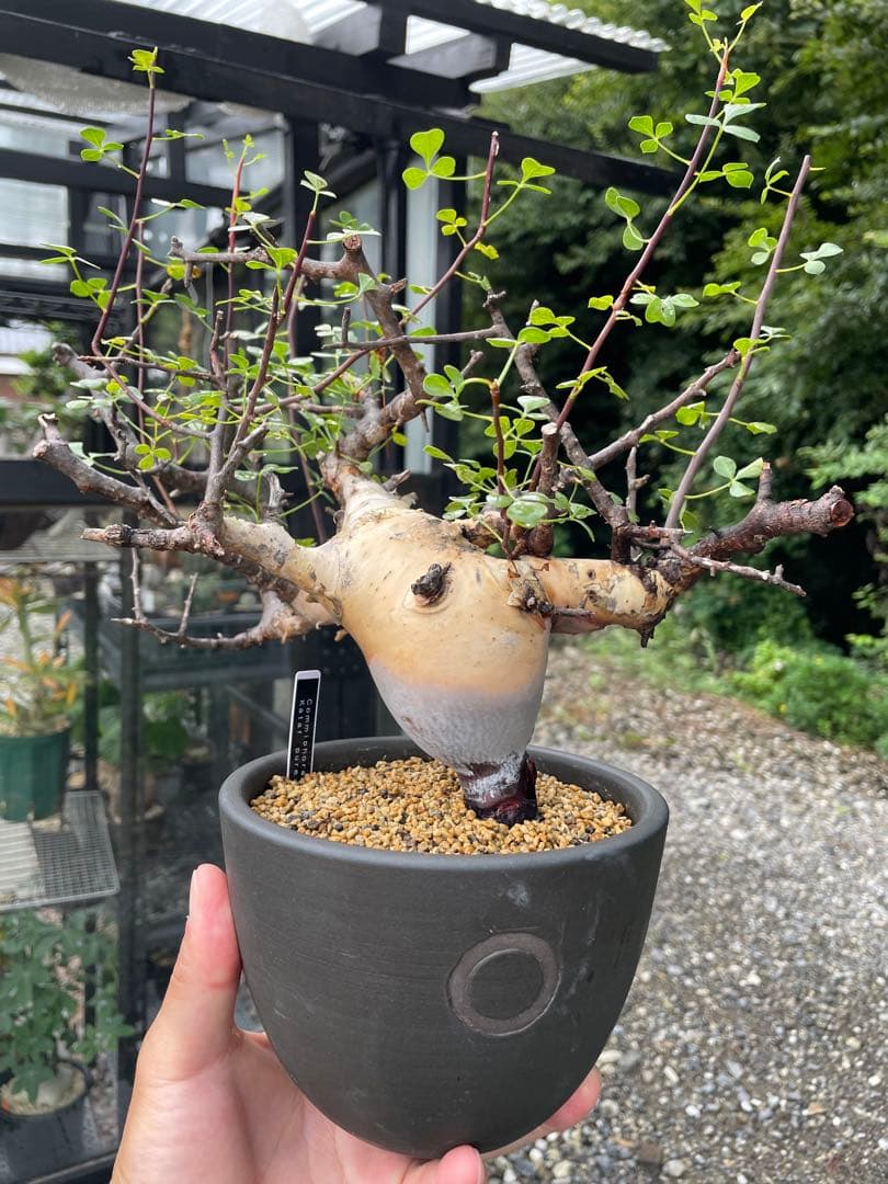 塊根植物 QUTOTEN黒鉢付き コミフォラ カタフ ピュア