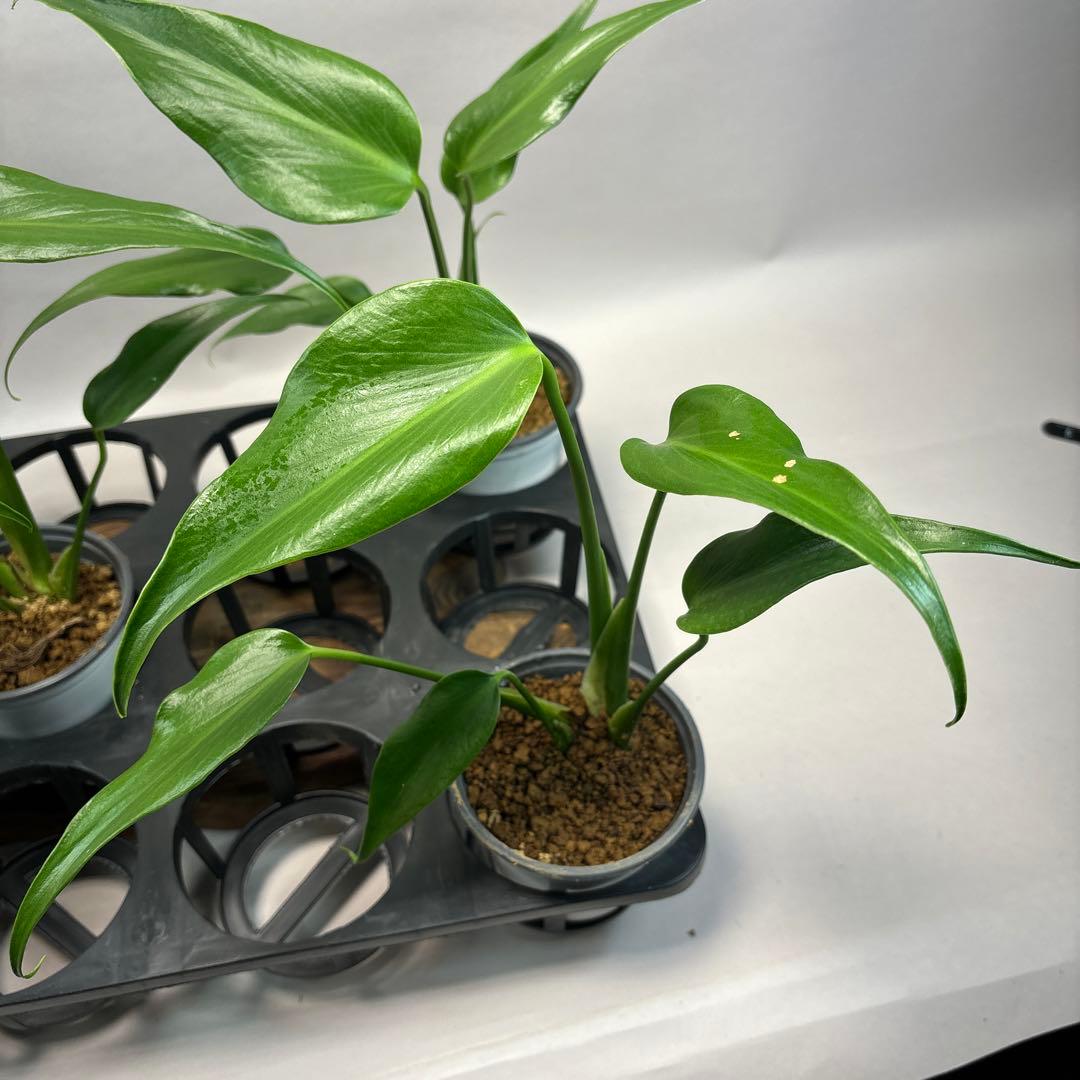 ア*ド様 モンステラ バールマルクスフレーム lsw528