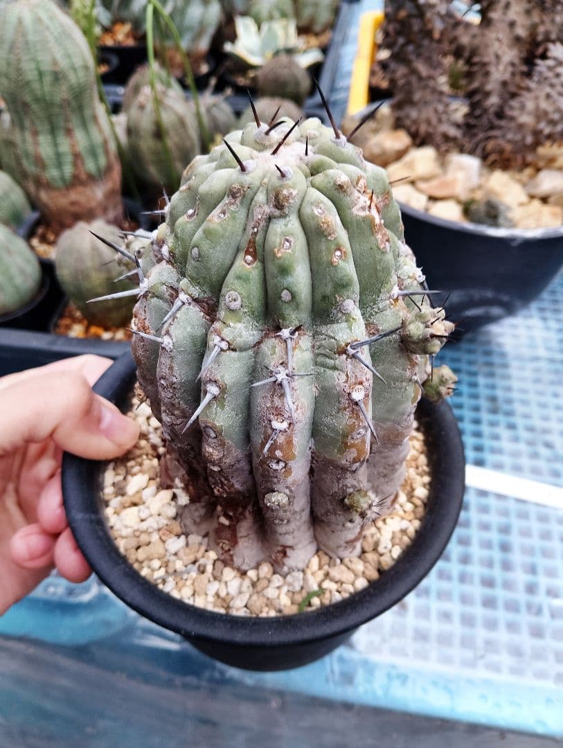 現地株 超古株 コピアポア 黒王丸