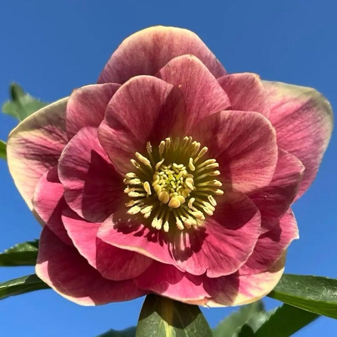 白抜けベインくすみバイカラーdd クリスマスローズ　苗