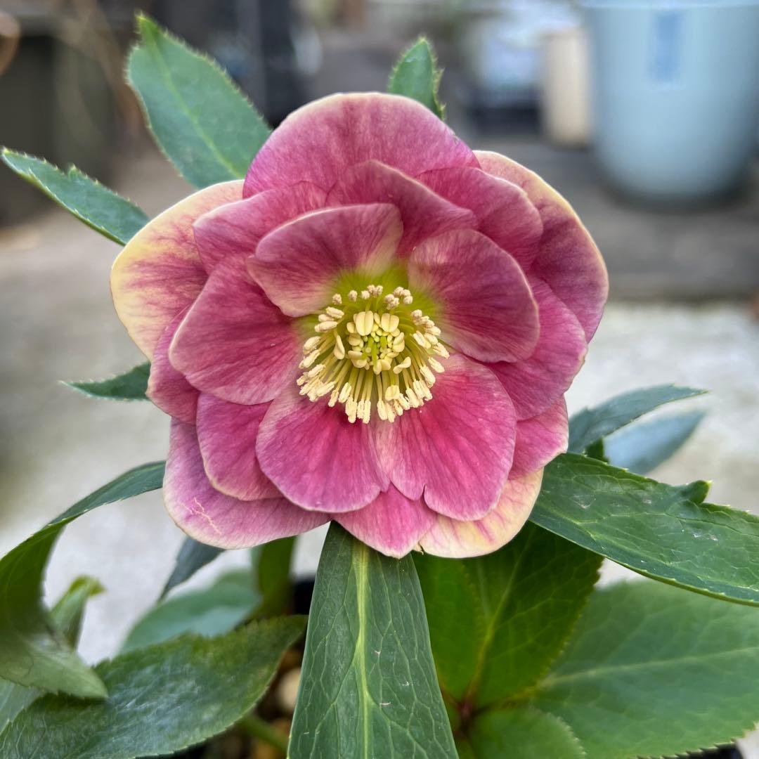 白抜けベインくすみバイカラーdd クリスマスローズ　苗