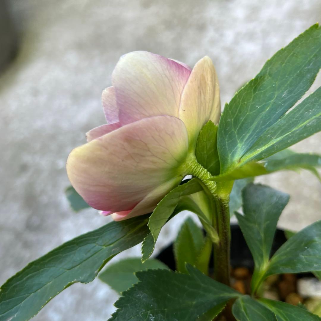 白抜けベインくすみバイカラーdd クリスマスローズ　苗